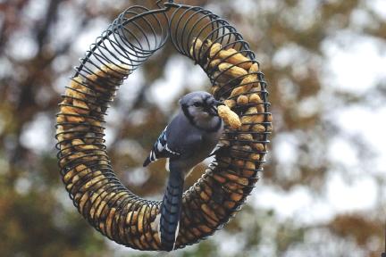 Blue Jay Bird  Satellite Garden Centre