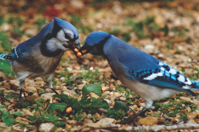 All About Jays and How to Attact Them - Wild Birds Unlimited