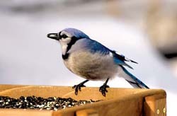 Rhapsodies in Blue: Blue Jays - All Seasons Wild Bird Store