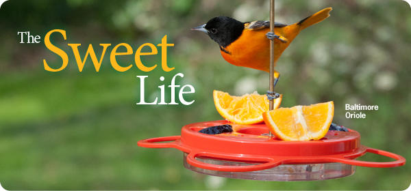 Orioles